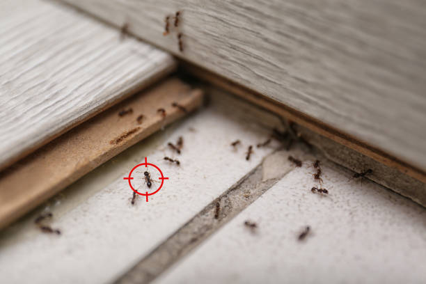 Best Best Pest Control Companies  in Greenup, KY
